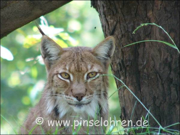 Eilenburger Tierpark (bei Leipzig). Erst schlief der Luchs ewig, aber dann war er ganz wach, und wir schauten uns in die Augen ;-)