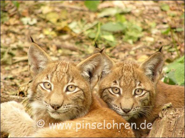 Wildgehege Moritzburg (bei Dresden). Die beiden blieben da, wo sie sind, lassen mich aber fr lange Zeit nicht aus den Augen - s.