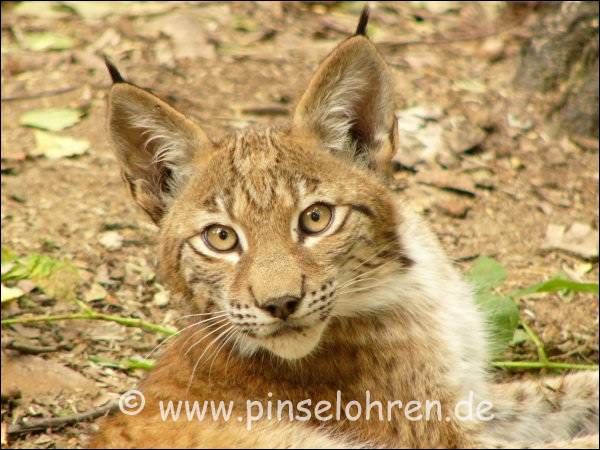 Wildgehege Moritzburg (bei Dresden). Wir sahen uns lang tief in die Augen :-)