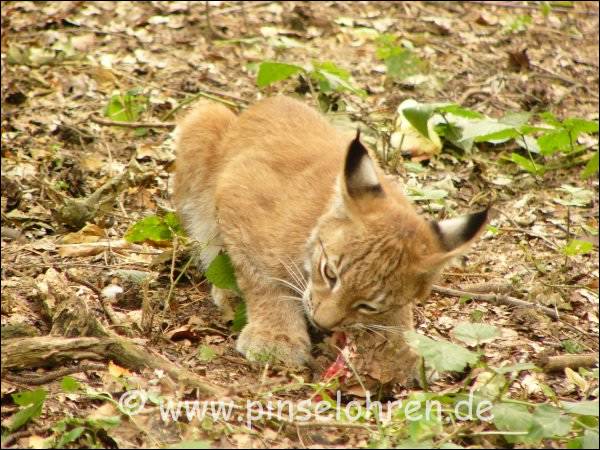 Wildgehege Moritzburg (bei Dresden). Dieser Kleine nahm mich kaum noch wahr, der Hunger war grer :-)