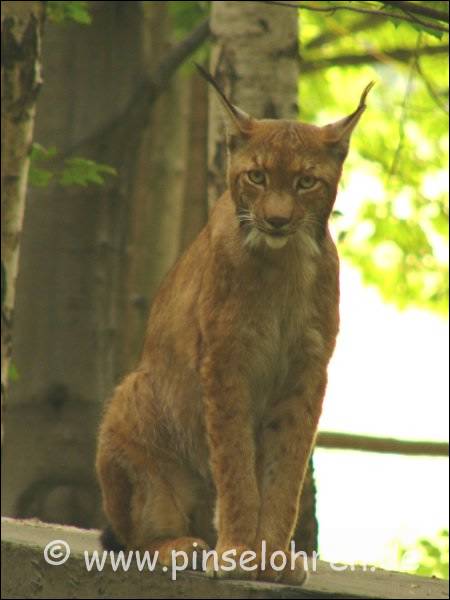 Wildgehege Moritzburg (bei Dresden). Huch - der schaute mich aber durchdringend an ...