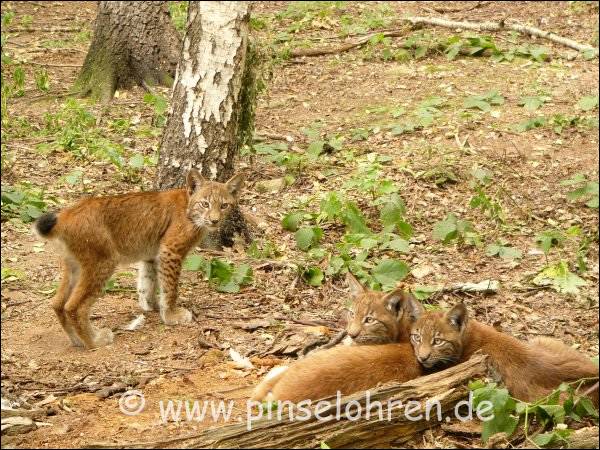 Wildgehege Moritzburg (bei Dresden). Erst waren alle Drei zusammen. Jetzt reicht es einem, er geht!