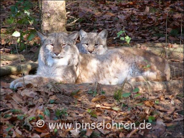 Tiergarten Weilburg (bei Wetzlar). Die Luchse kuscheln die ganze Zeit aneinander; war ja auch schon ganz schn kalt, knapp ber 0 Grad.