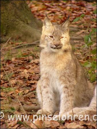 Tiergarten Weilburg (bei Wetzlar). Der Kleine war ganz zutraulich und schaute mich interessiert an.