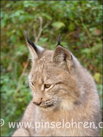 Tiergarten Weilburg (bei Wetzlar). Der kleine Luchs mit noch kleinen Pinselohren - s.