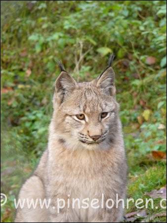 Tiergarten Weilburg (bei Wetzlar). Und noch ein Abschiedsblick, ehe ich mich auf die Suche nach den Wildkatzen machte, aber nicht mehr vor der Dunkelheit fand :-)