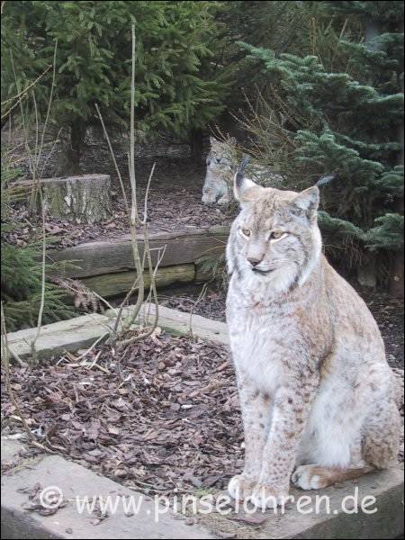 Zoo Landau (Pfalz). Der Kleine hinten traute sich nicht vor.