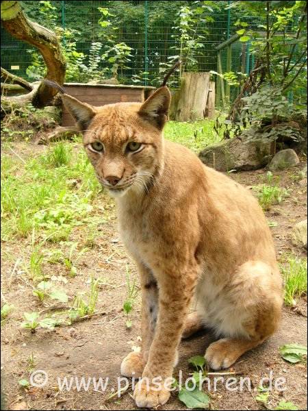 Tierpark Angermnde (bei Berlin). Diese Luchse schauen einem immer so direkt in die Augen ...