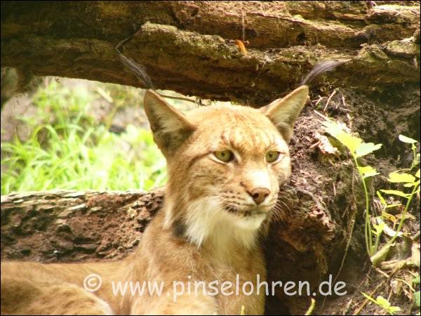 Tierpark Angermnde (bei Berlin). Was hat er entdeckt? Ach ja, gegenber war Wild eingezunt :-)