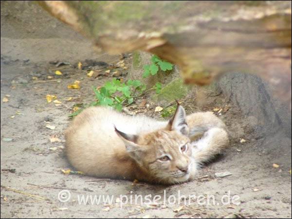 Tiergarten Frstenwalde (bei Berlin). Dieser kleine Luchs fhlte sich etwas von mir beobachtet, lie sich aber ansonsten nicht stren.