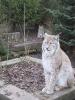 Zoo Landau (Pfalz). Der Kleine hinten traute sich nicht vor.