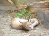 Tiergarten Fürstenwalde (bei Berlin). Dieser kleine Luchs fühlte sich etwas von mir beobachtet, ließ sich aber ansonsten nicht stören.