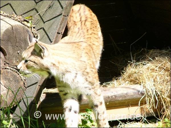 Der Luchs macht sich jetzt langsam auf.