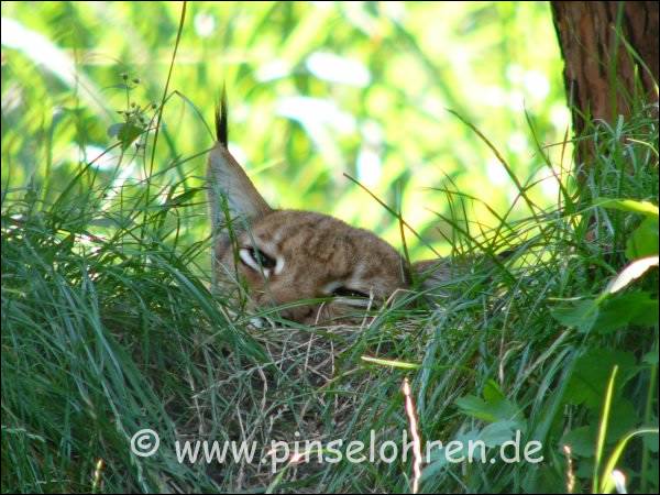 Der zweite Luchs hatte sich zum Dsen in schattiges Gras verzogen. Auch er fhlte sich wohl gestrt und schaute mich mit seinen mden Augen an ... einfach s!