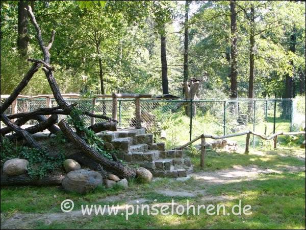 Das Luchsgehege. Man kann die Treppe hochsteigen und ber den Zaum schauen.