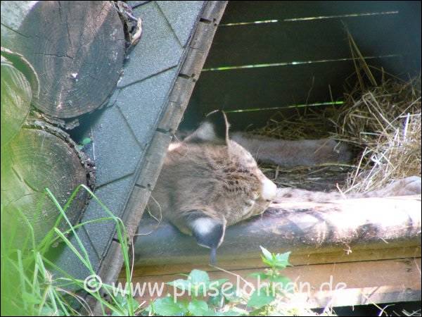 Es war sehr warm bei meinem Besuch, und ein Luchs hatte sich in den Schatten des dreieckfrmigen Huschens verzogen und schlummerte. 