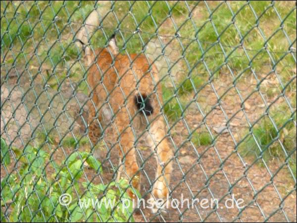 Der Luchs flchtet stndig vor mir ...