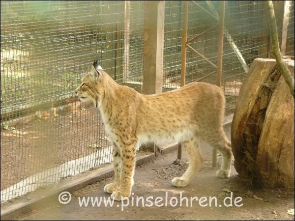 Im linken Teil des Geheges war dieser erwachsene Luchs untergebracht.