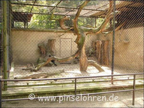 In dem rechten, wesentlich kleineren Teil, war ein Elternpaar und ein junger Luchs untergebracht. Warum die drei nicht im groen Gehege sind, habe ich allerdings nicht verstanden.