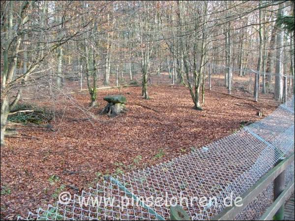 Hier kann man sogar hinber sehen - und fotografieren!
Man erkennt insbesondere einen groen Baumstumpf mit einem groen Stein darauf, geradezu einladend fr Luchse.