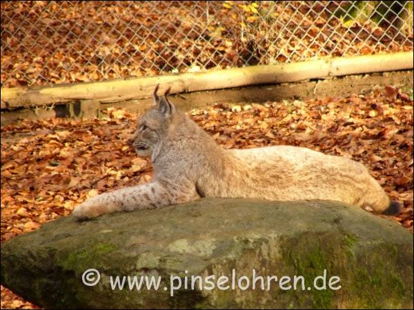 Und schon liegt er auf seinem Lieblingsplatz. Fotografen werden ignoriert :-)