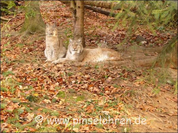 Drei andere Luchse kuscheln die ganze Zeit aneinander; ist ja auch schon ganz schn kalt, knapp ber 0 Grad.