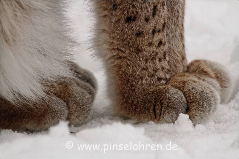 Die breiten Tatzen des Luchses in Groaufnahme.