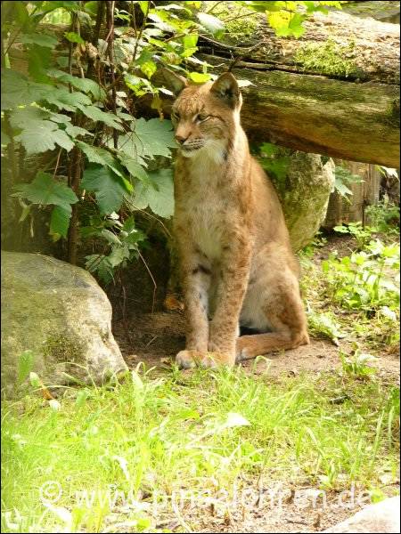 Leb wohl, Luchs!