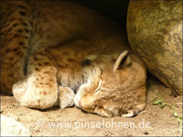 Auch dieser Luchs schlft, es war aber auch sehr warm.