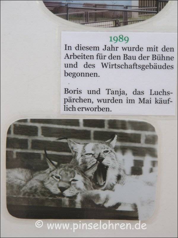 Boris und Tanja - das erste Luchsprchen im Tierpark.