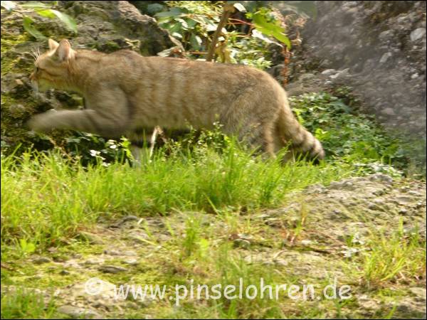 Langer, buschiger Schwanz mit Ringen - das ist wohl eher eine Wildkatze :-) 