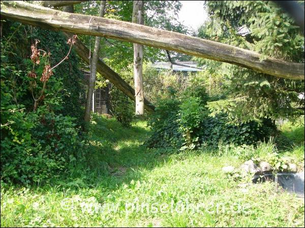 Das ist ein Blick in das ausgedehnte Luchsgehege, direkt neben den Wildkatzen. Der quer liegende Baum ist bestimmt etwas für Luchse.