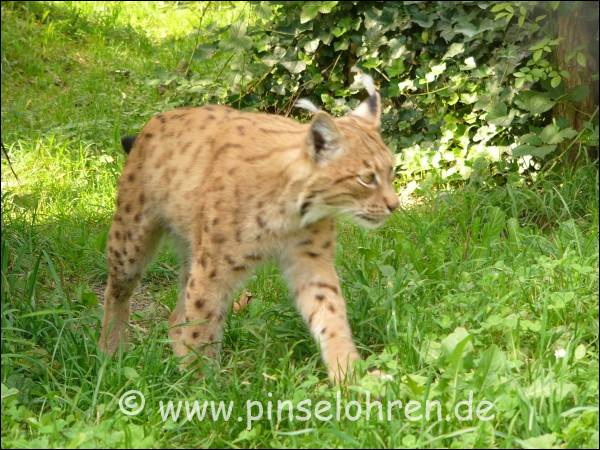 Der kleinere Luchs geht jetzt auf Entdeckungstour.