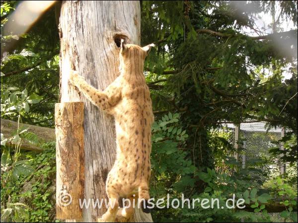 und versucht tatsächlich eine Baum zu erklimmen; klappt aber noch nicht ganz.