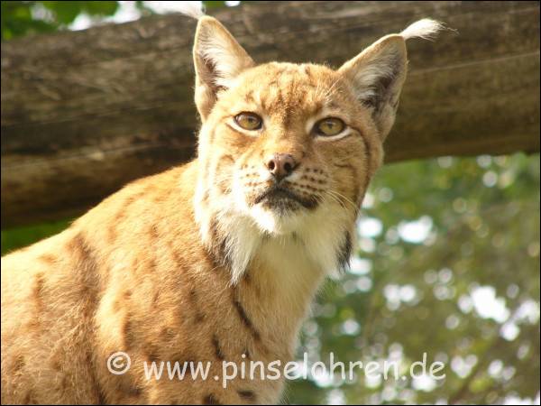 Er schaut, als ob ich ihn störe :-)