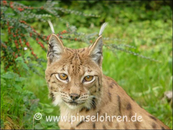 Wie der mir so direkt in die Augen schaut ...