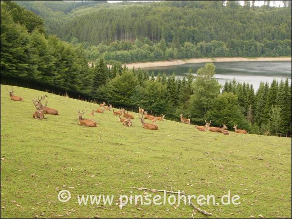 Das Wildgehege liegt wunderschn im Wald. Hier ein Ausblick am Rand.