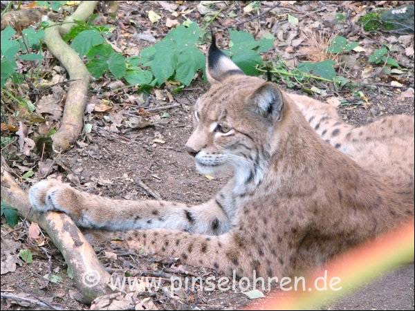 Dieses Elterntier sitzt ganz in der nhe von 3 kleinen Luchsen.