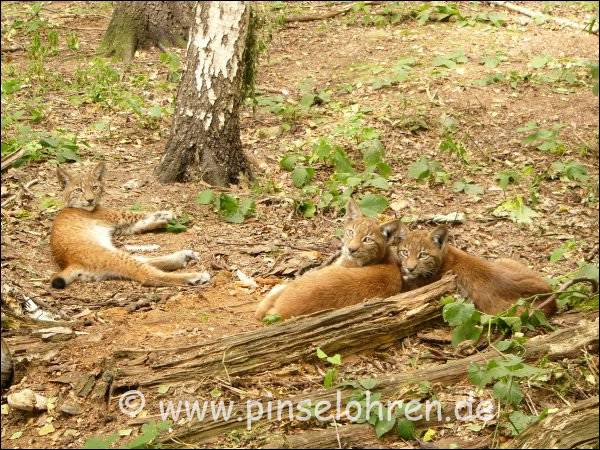 Da hab ich sie ja erwischt, alle 3 kleinen Luchse zusammen, sind ganz erstaunt ber den Luchsfotografen.