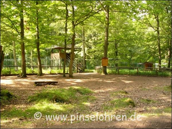 Hier sieht man einen Teil des Luchsgeheges. Auf der hlzernen Hinweistafel sieht man, dass sich der Wildpark aktiv am Auswilderungsprojekt des Nationalparks Harz beteiligt. Sehr gut! Von der hlzernen Aussichtsplattform kann man schn rechts und links in das sehr groe Luchsgelnde einblicken. Da bin ich natrlich gleich hin - Luchsis suchen :-) 