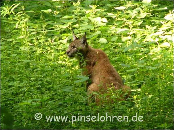 Weiter hinten treibt sich noch ein anderer Luchs herum.