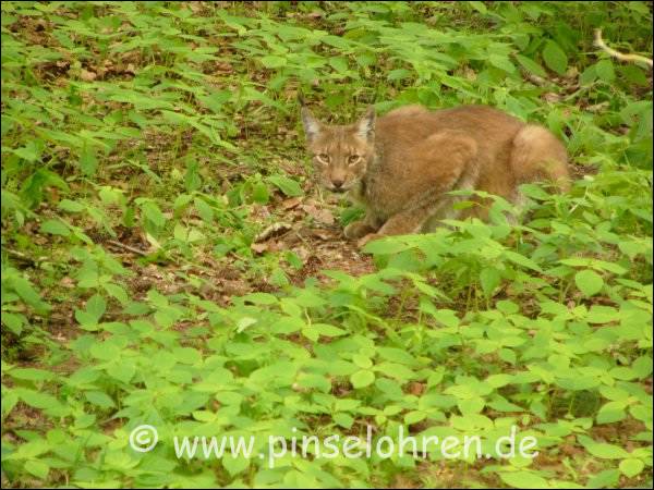 Jetzt hat der Luchs wohl mein Tele entdeckt ;-)