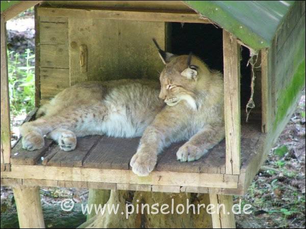 Stunden spter ;-) der Luchs in der Htte wird auch langsam wach ...