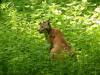 Weiter hinten treibt sich noch ein anderer Luchs herum.