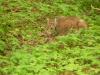 Jetzt hat der Luchs wohl mein Tele entdeckt ;-)