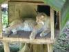 Stunden später ;-) der Luchs in der Hütte wird auch langsam wach ...