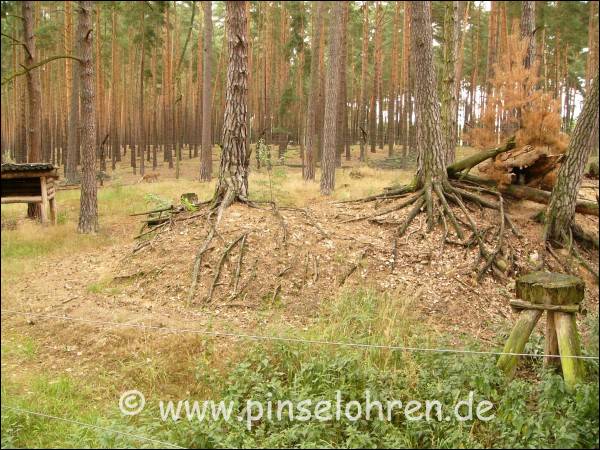 Dies ist ein Blick in das Luchsgehege von einer Aussichtsplattform. Wo haben sich nur die Luchse wieder versteckt? Mal an die kleine Hütte links heranzoomen ...
