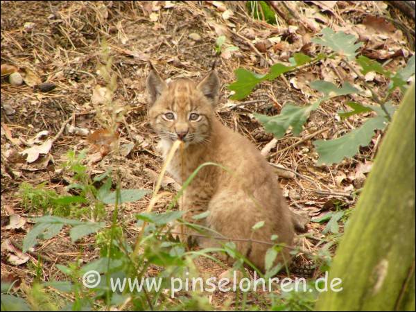 Mit der Zeit kamen alle Jungluchse zum Vorschein. Der hat mich offensichtlich auch bemerkt, obwohl ich schon etwas entfernt stand - goldig ...