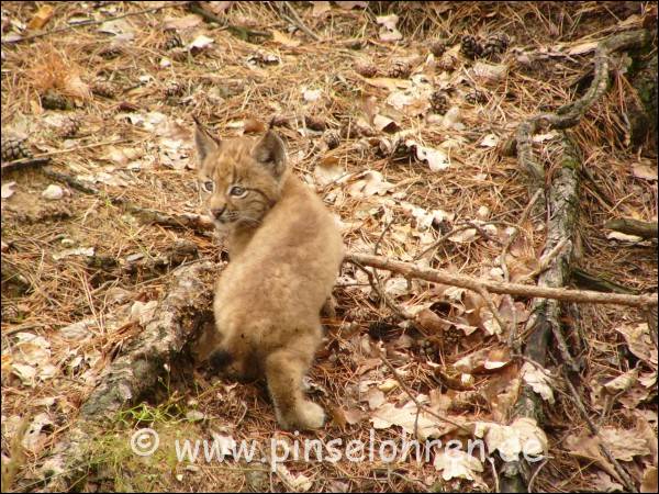 Der schaut sich gerade nach dem anderen Kleinen um. Sie spielten dauernd miteinander.