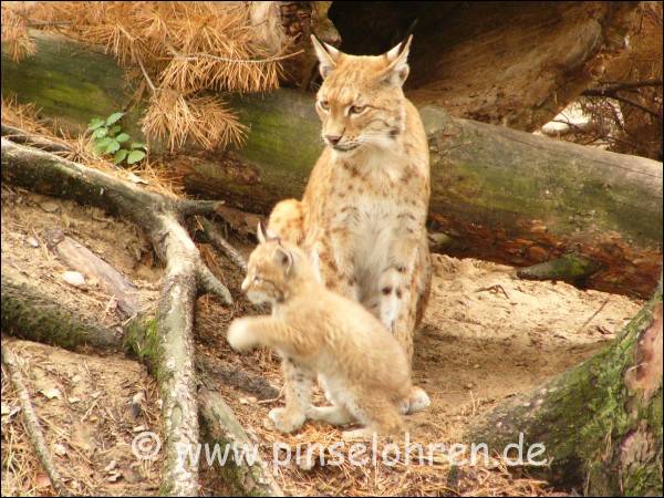 Ganz schn hgelig fr so einen kleinen Luchs.